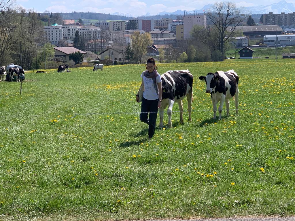 Vaches