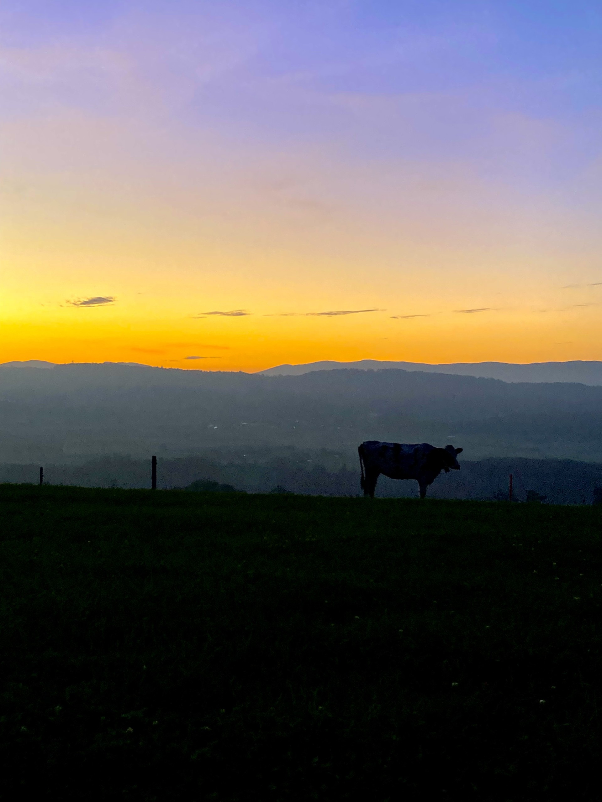 Vache au coucher du soleil du mois d'octobre. Vache au coucher du soleil du mois d'octobre.
