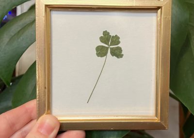 Trèfle à 4 feuilles