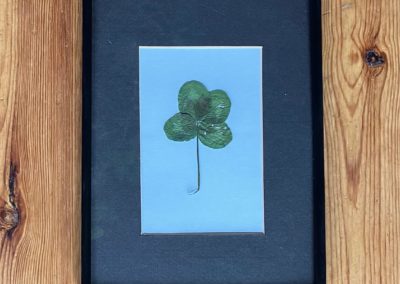 Trèfle à 4 feuilles