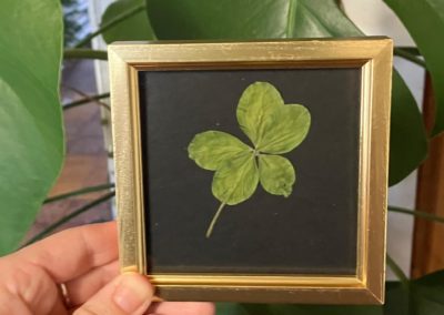 Trèfle à 5 feuilles