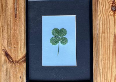 Trèfle à 4 feuilles