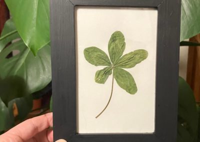 Trèfle à 5 feuilles