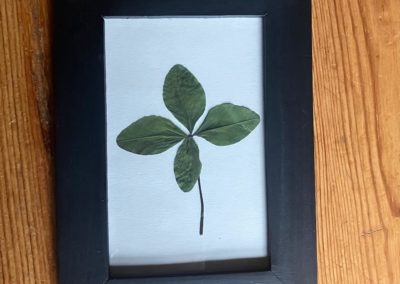 Trèfle à 4 feuilles