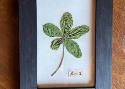 Trèfle à 5 feuilles